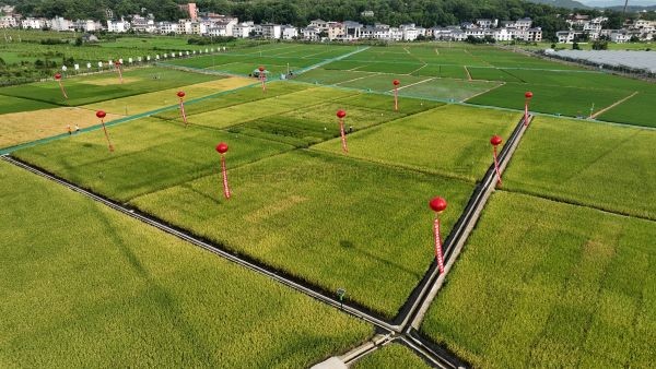 湘东区现代化制种基地，数智赋能让“赣鄱粮仓”更有底气！