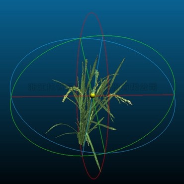 水稻三维