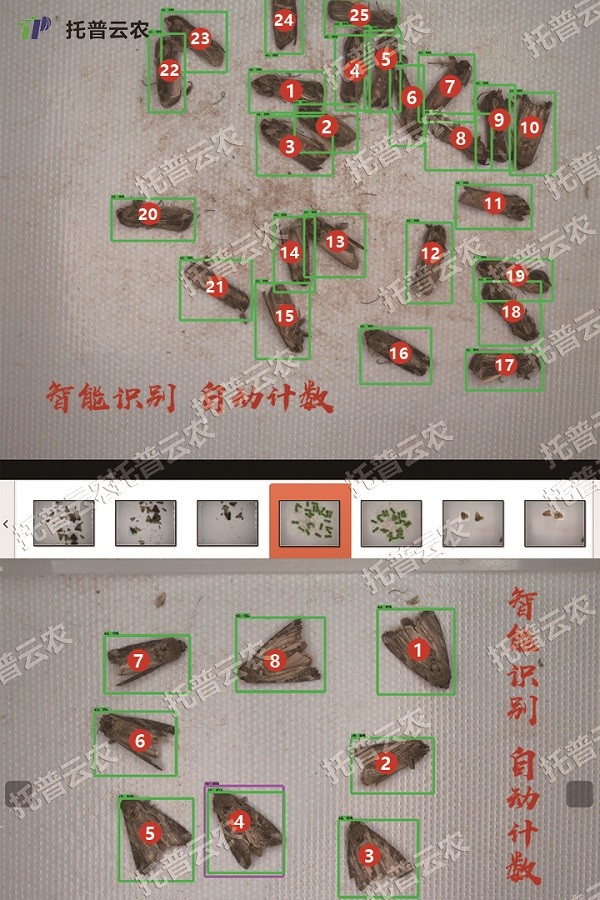 草地贪夜蛾的自动识别和计数