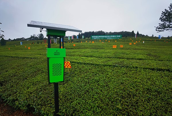 五峰仁和坪镇道家湾茶园里的草莓视频软件下载杀虫灯